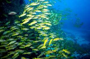 Ponta do Ouro Mozambique